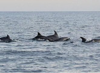 Spettacolo in mare con sette delfini davanti Lido di Fermo