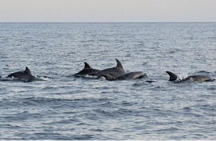 Spettacolo in mare con sette delfini davanti Lido di Fermo